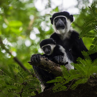 Mago - Baby colobus monkey with mother